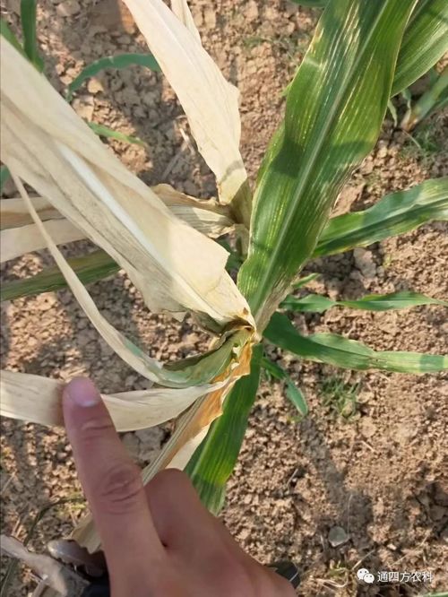 ���쵽����������ģʽ���_������(du��)������ɶΣ��������A(y��)����