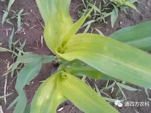 ���הQ����ô�k����ץ�o��Q��Ӱ푮a(ch��n)��!!!